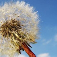 Dandelion