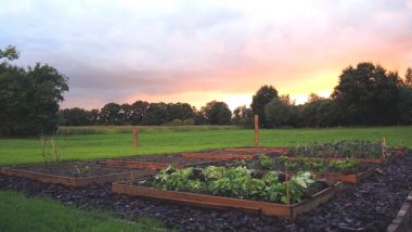 Raised Bed Gardening