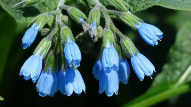 Rough Comfrey