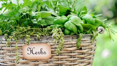 Basket of Herbs
