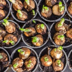 Flower Bulbs in Pots