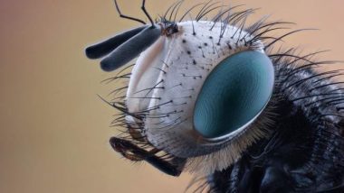 Getting Rid of Garden Pests