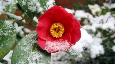 Winterizing Your Garden