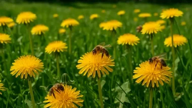 Dandelions as Pollinators