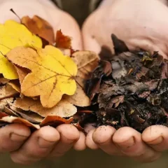 Leaves and Leaf Mold