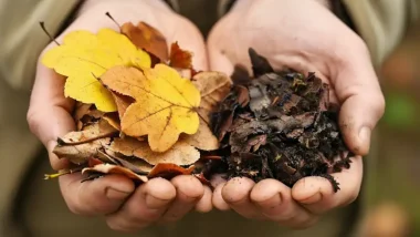 Leaves and Leaf Mold